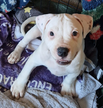 1 beautiful long-legged staffie puppy left
