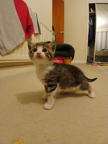 Kittens