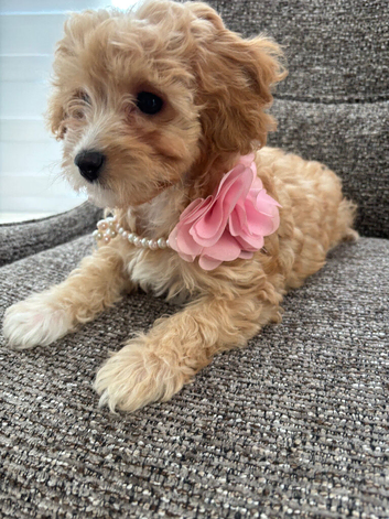 Last Tiny Cavapoochon  Girl F1
