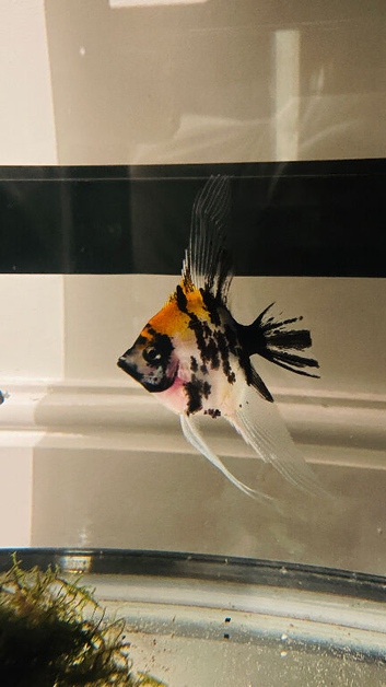 Adult Red head Koi Male