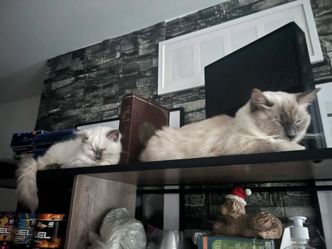 2 ragdoll kittens &pound;200 each