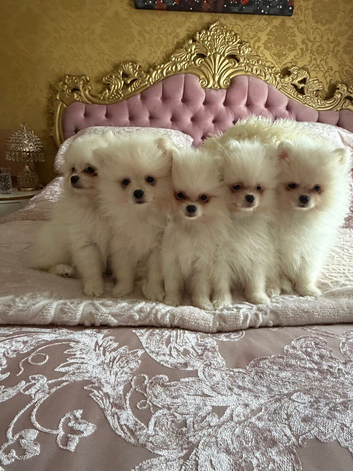 Beautiful white Pomeranian puppies