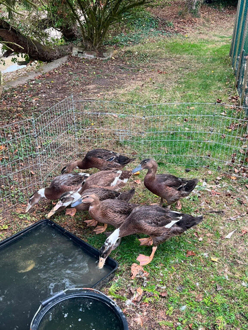 3 runner ducks for sale