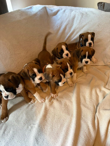 KC Reg Boxer Puppies 5 generations 1 Girl left.