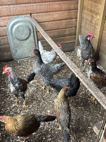 4 months old chickens