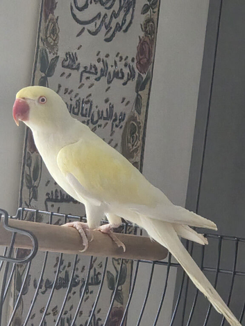Stunning Female Yellow & White Ringneck - Breeding Age