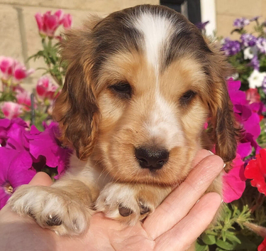 Show Type Cocker Spaniel Hereditary Clear - Ready Now