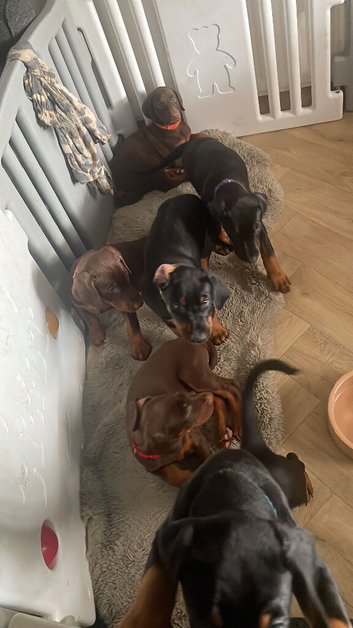 Brown and tan Doberman puppy &pound;1000 female ready now