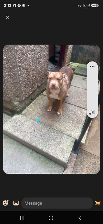 Saffy bull