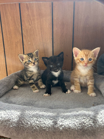 Kittens