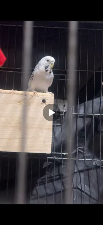 2 Hen budgies available selling because I lost their males