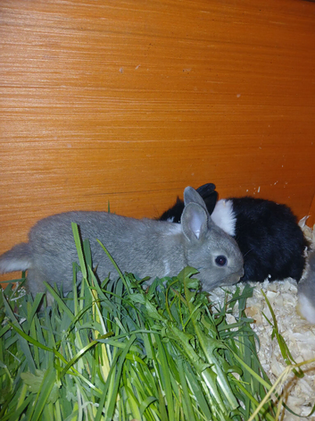 Gorgeous wee Lionhead/Dutch cross babies