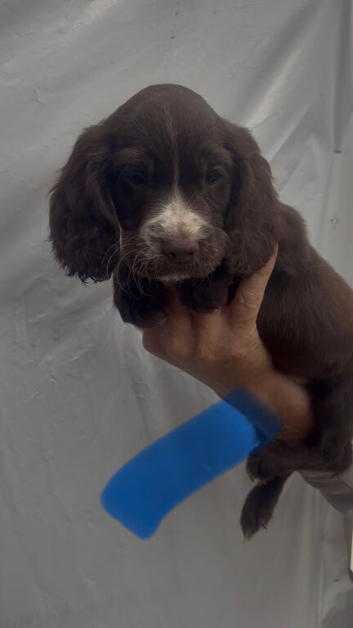 Working cocker spaniel pups for sale