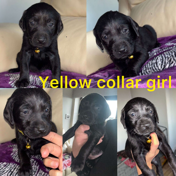 Chocolate/Yellow/Black KC Registered Labrador Retrievers