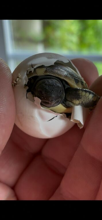 Hermanns Tortoise Hatchlings Ready Now.