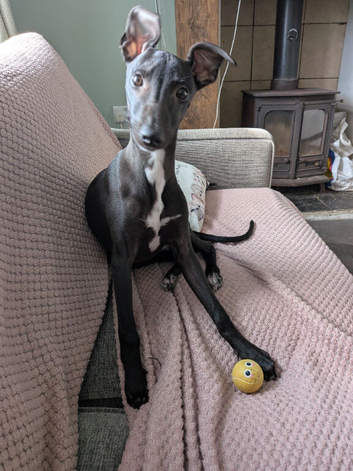 Black female whippet