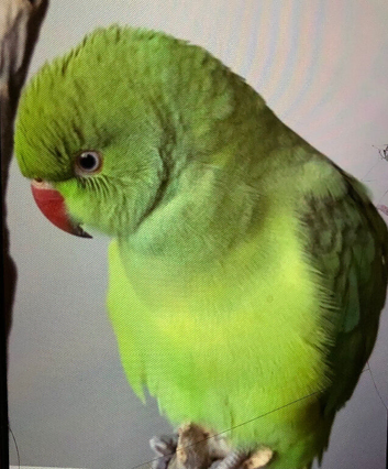 Baby ring neck tamed talking Parrot
