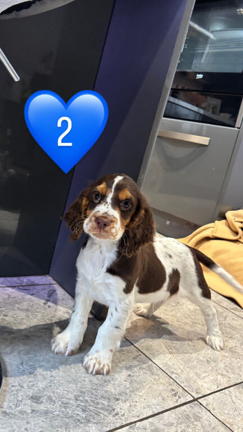 Cocker spaniel puppies