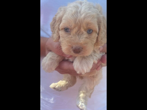 5 gorgeous cockapoo
