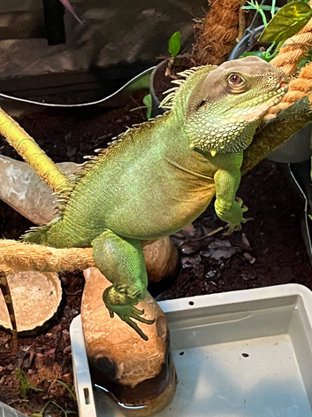 Chinese water dragon