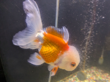 4 large pearlscale fish