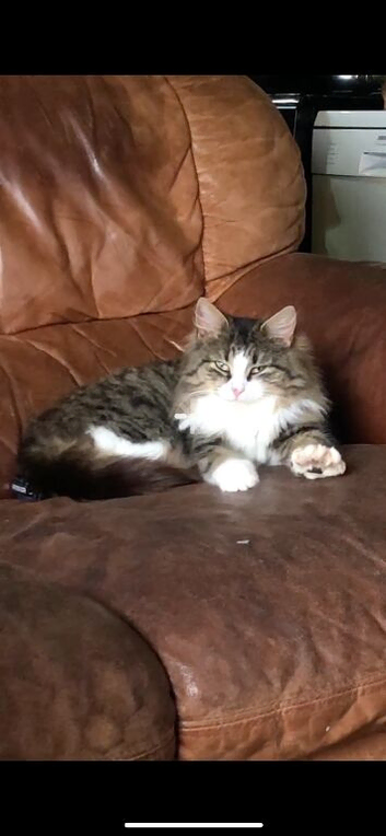 3 year old Norweigen Forest Cat x Ragdoll