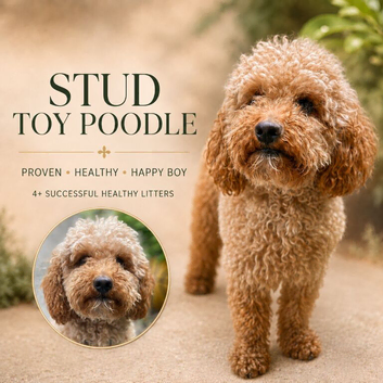 Stud - toy poodle