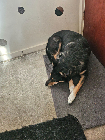Selling my austrailian kelpe