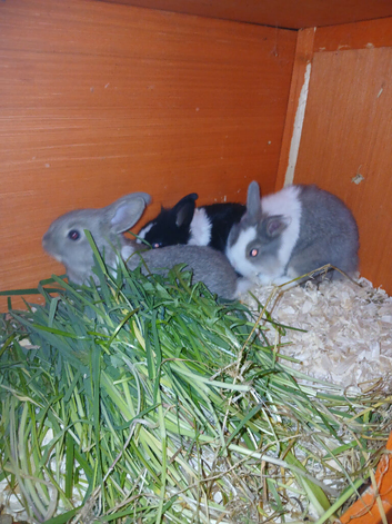 Gorgeous wee Lionhead/Dutch cross babies