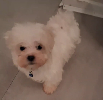Maltese puppy's