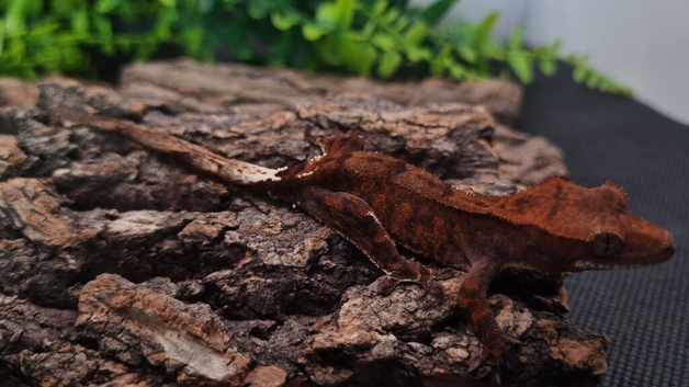 Cappuccino Crested Gecko's