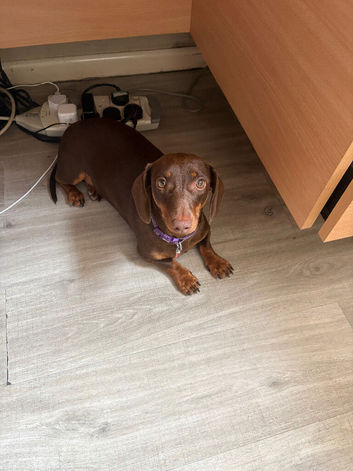 Female dachshund