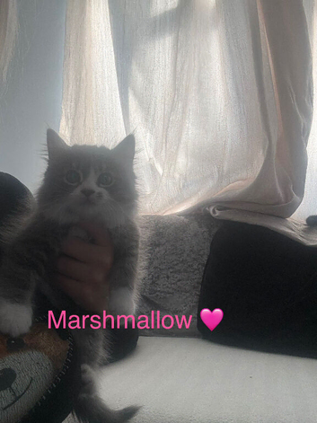 Maincoon x British short hair 1 girl 2 boys
