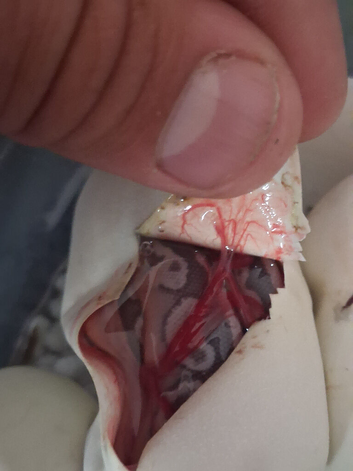 5x royal python hatchlings