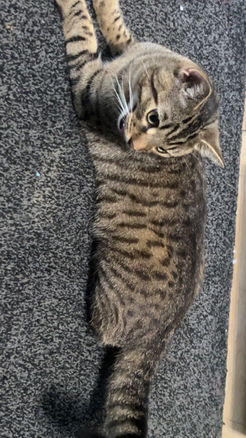 Mixed breed cat for saler