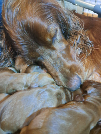 Stunning puppies for sale