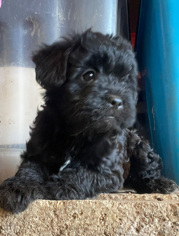 Froodle. Long haired French bulldog  cross miniature poodle