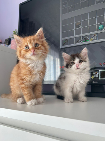 Adorable kittens