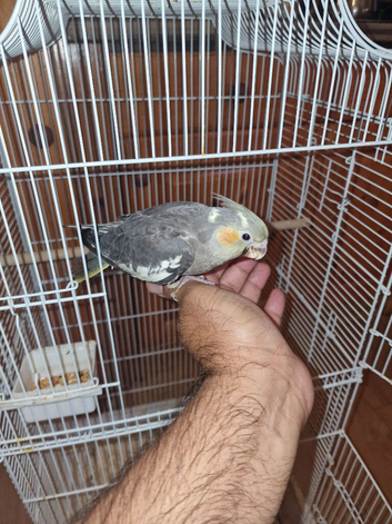 Hand rear cockatiel