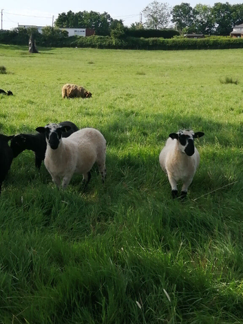 Ewe hogs all born 2025