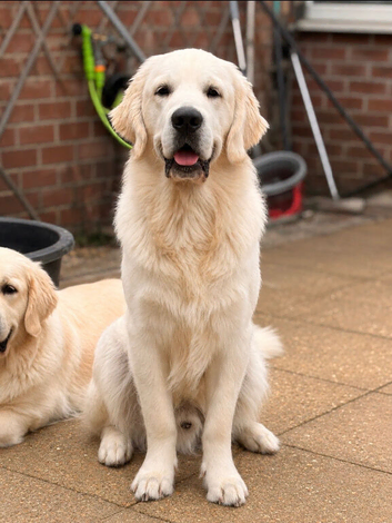 11 month male Golden Retriever