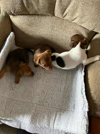 Minature Jack Russell puppys