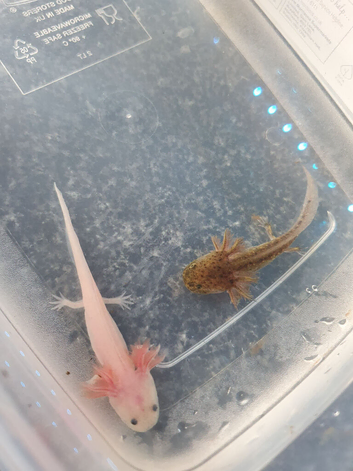 Baby axolotls