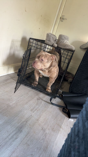 Male 8 month pocket bully