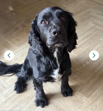 Neuter male cocker spaniel