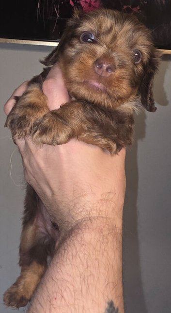 Wired Haired - Long Haired Dachshund Puppies