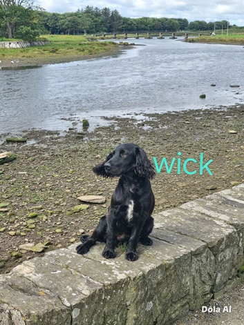 Male cocker spaniel