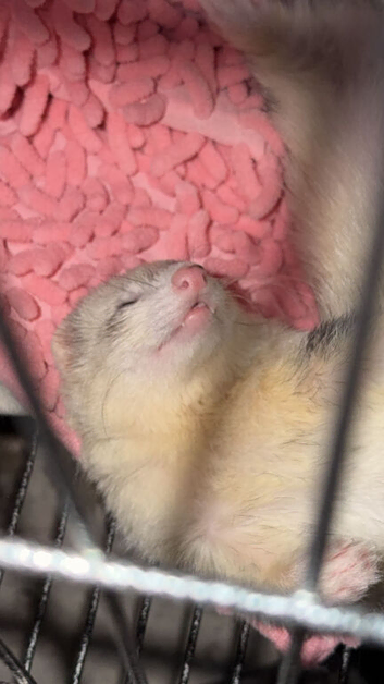 Jill ferret