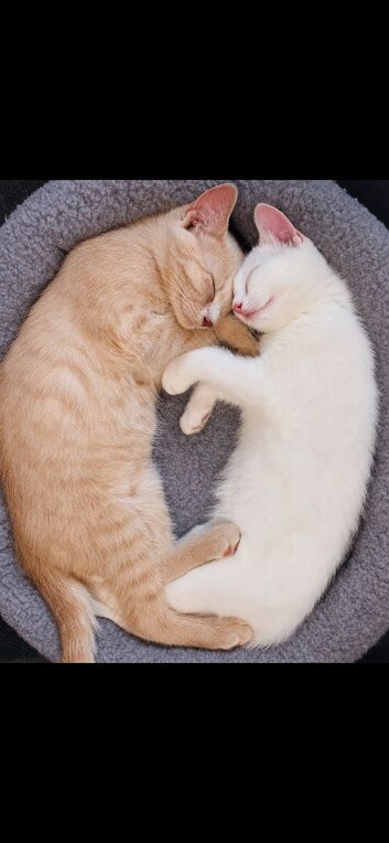 Pure White Girl and Apricot/Cinnamon Boy