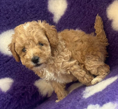 Beautiful tiny cockapoo girl